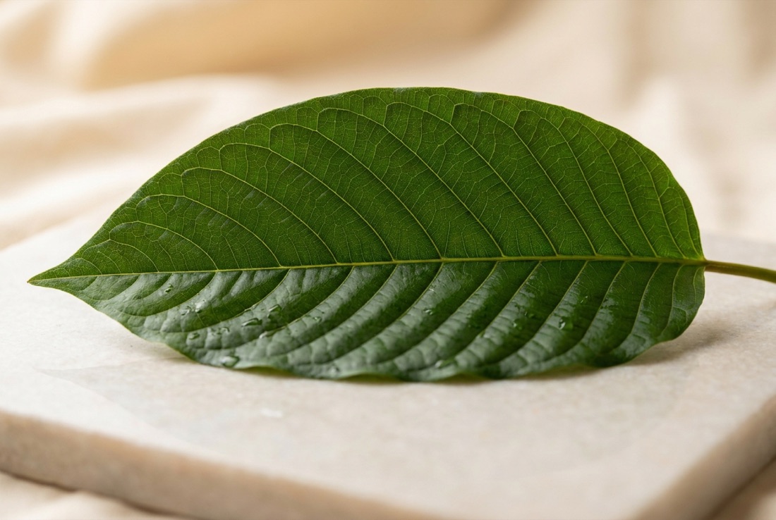 Macro photograph of a fresh kratom leaf
